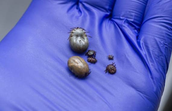 Wiosna to czas kleszczy - jak chronić psa i kota?