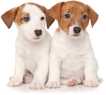 Przychodnia Animal Częstochowa